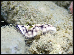 Goniobranchus geometricus