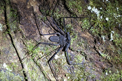 Paraphrynus laevifrons