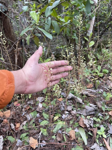 Image of Ponthieva racemosa by (c) Brandon Corder, some rights reserved (CC BY)