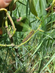 Hemileucinae