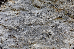 Lecanora oreinoides