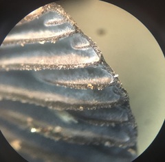 Resupinatus niger