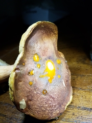 Xanthoconium purpureum