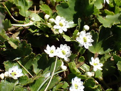 Dichosciadium ranunculaceum