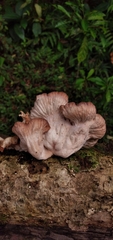 Marasmiellus