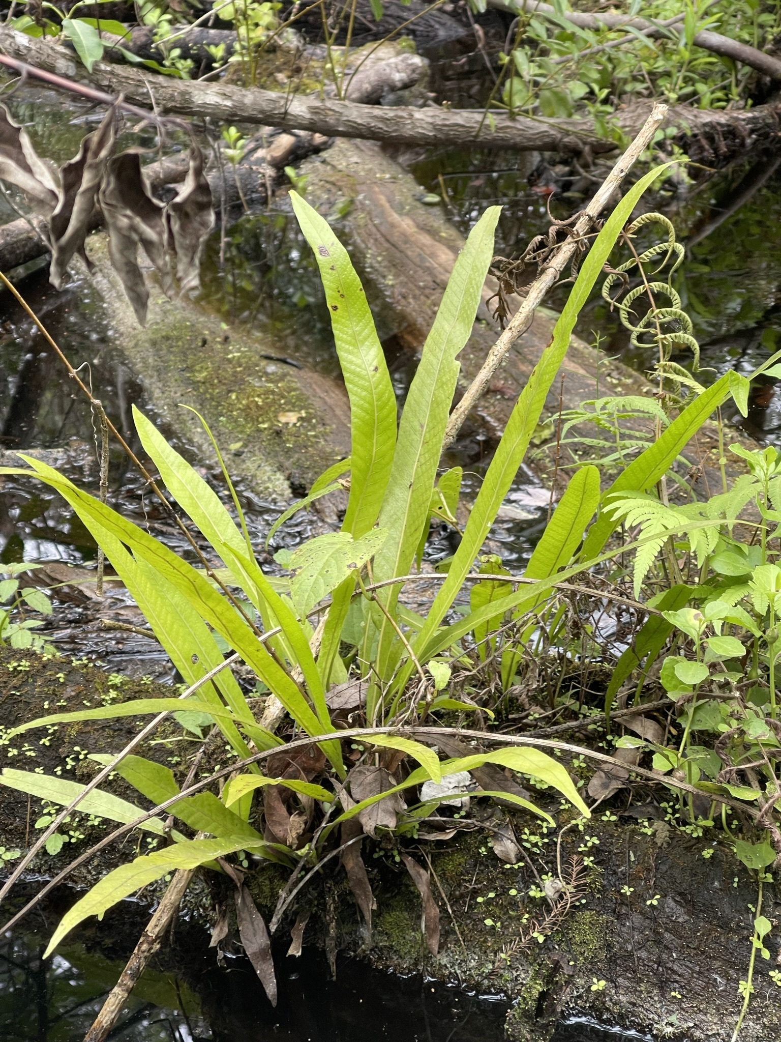 Genus Campyloneurum · iNaturalist