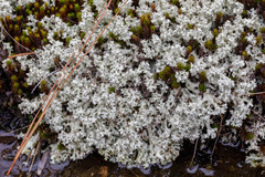 Cladonia caroliniana