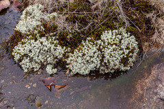 Cladonia caroliniana