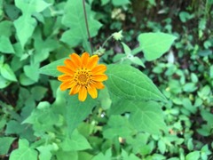 Smallanthus oaxacanus