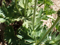 Ranunculus anemoneus