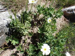 Ranunculus anemoneus