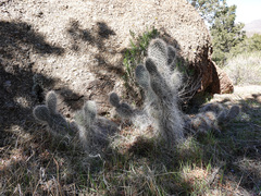 Opuntia diploursina