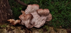 Marasmiellus