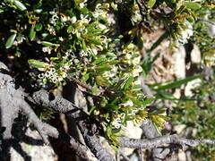 Grevillea australis