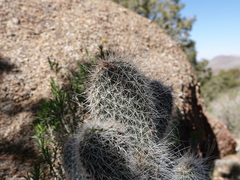 Opuntia diploursina