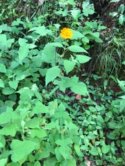 Smallanthus oaxacanus