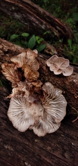 Marasmiellus