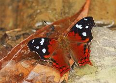 Hypanartia trimaculata