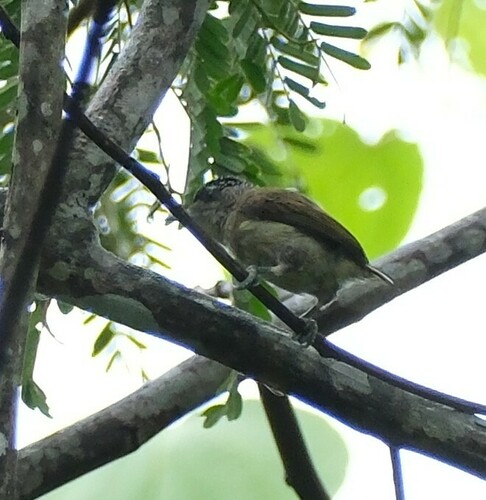 Fine-barred Piculet (Picumnus subtilis), photo 10