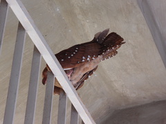 Steatornis caripensis