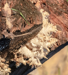 Hericium