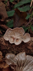Marasmiellus