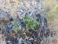 Rhinotropis subspinosa