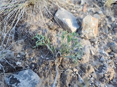 Rhinotropis subspinosa