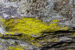 Chrysothrix insulizans