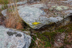 Chrysothrix insulizans