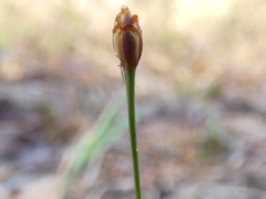Xyris brevifolia