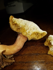 Xanthoconium purpureum