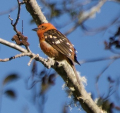 Piranga bidentata