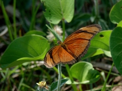 Dryas iulia