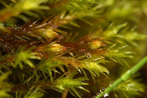 Lewinskya rupestris