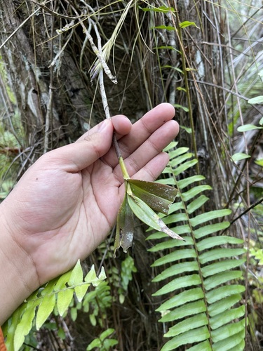 Image of Epidendrum nocturnum by (c) Brandon Corder, some rights reserved (CC BY)