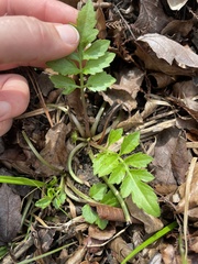 Rorippa sessiliflora