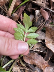 Rorippa sessiliflora