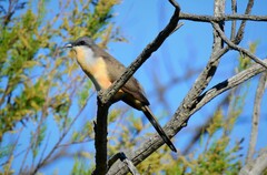 Coccyzus melacoryphus