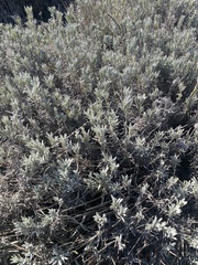 Atriplex leucophylla