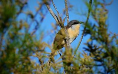 Coccyzus melacoryphus