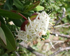 Pimelea ligustrina ciliata