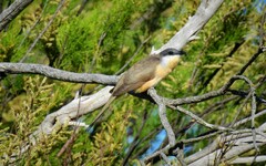 Coccyzus melacoryphus