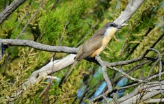 Coccyzus melacoryphus