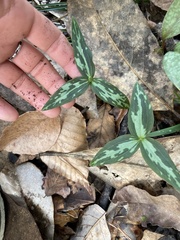 Trillium lancifolium