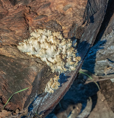 Hericium