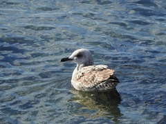 Larus michahellis