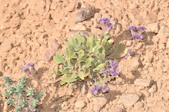 Phacelia secunda