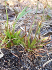 Xyris brevifolia