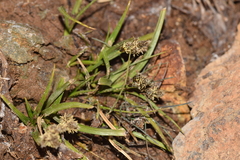 Carex macloviana